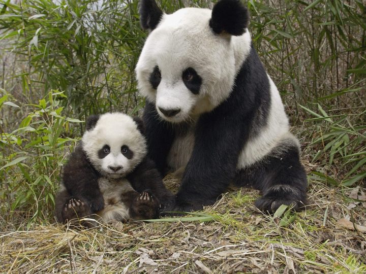 A Mother's Love: 40 Adorable Animal Mom and Baby Photos